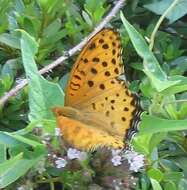 Image of Argynnis hyperbius