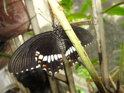 Image of Papilio polytes Linnaeus 1758