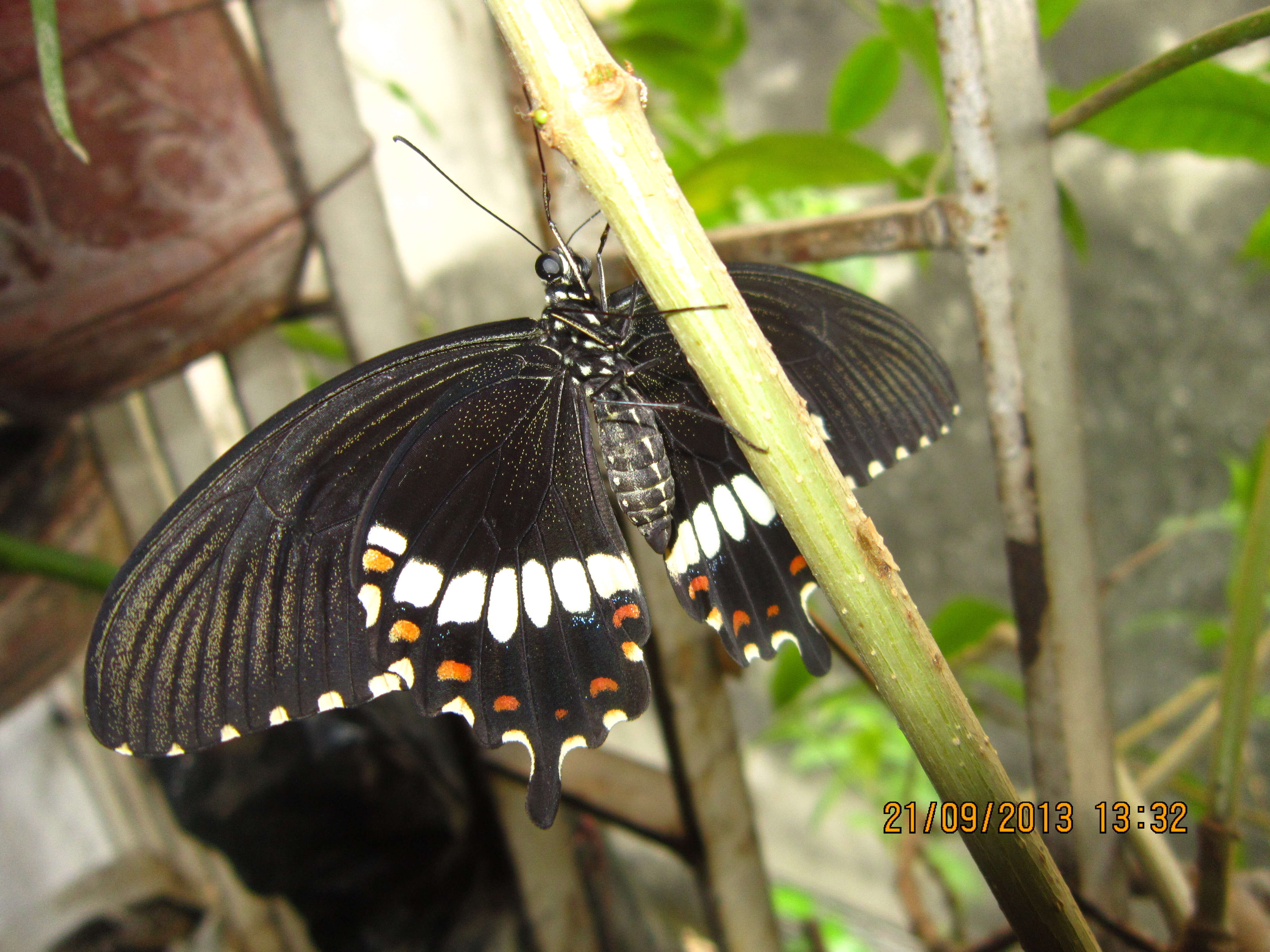 Image of Papilio polytes Linnaeus 1758