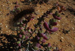 Image of Ruschia cradockensis subsp. triticiformis (L. Bol.) H. E. K. Hartm. & D. Stüber