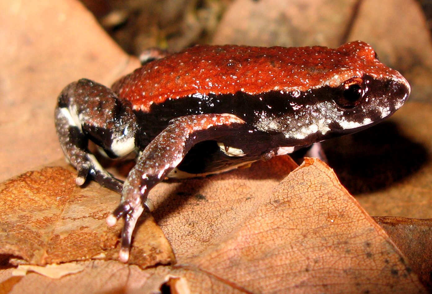 Image of Keferstein’s Toadlet