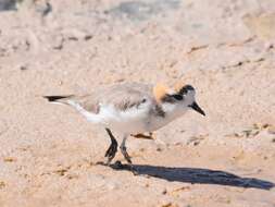 Image of Puna Plover