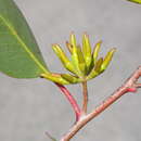 Image of Eucalyptus arachnaea subsp. arachnaea