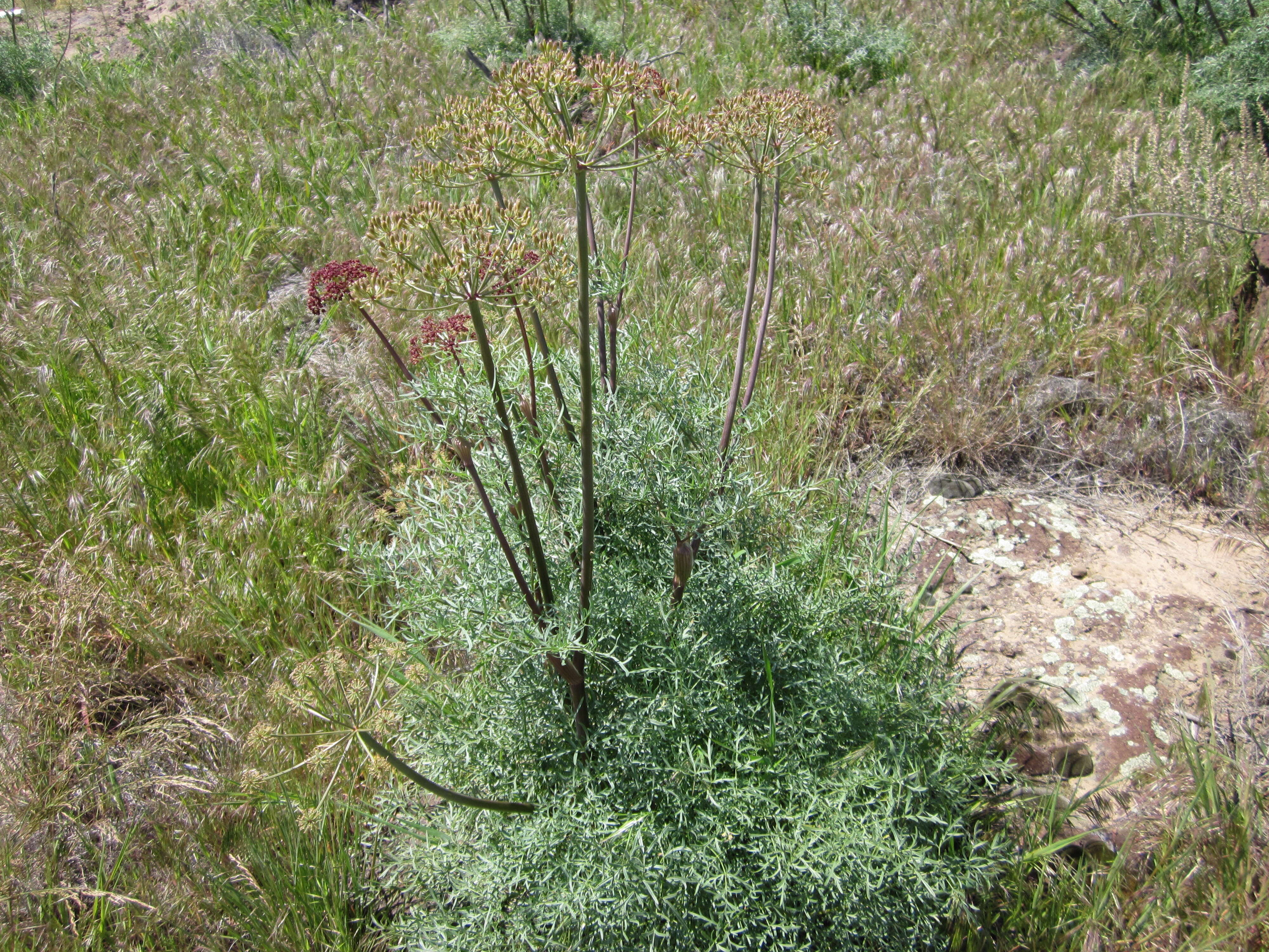 Sivun Lomatium dissectum (Nutt. ex Torr. & Gray) Mathias & Constance kuva