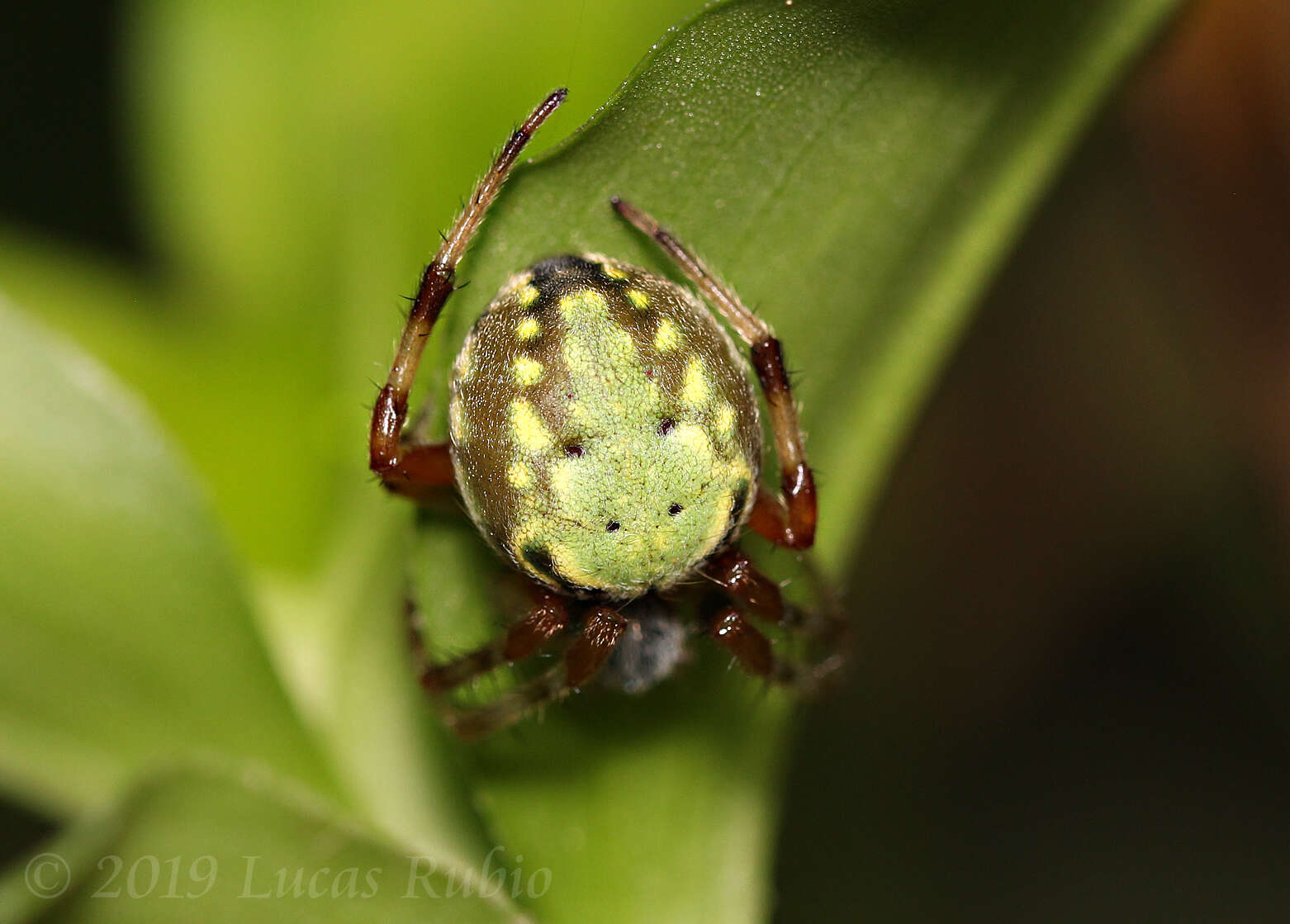 Imagem de Araneus workmani (Keyserling 1884)