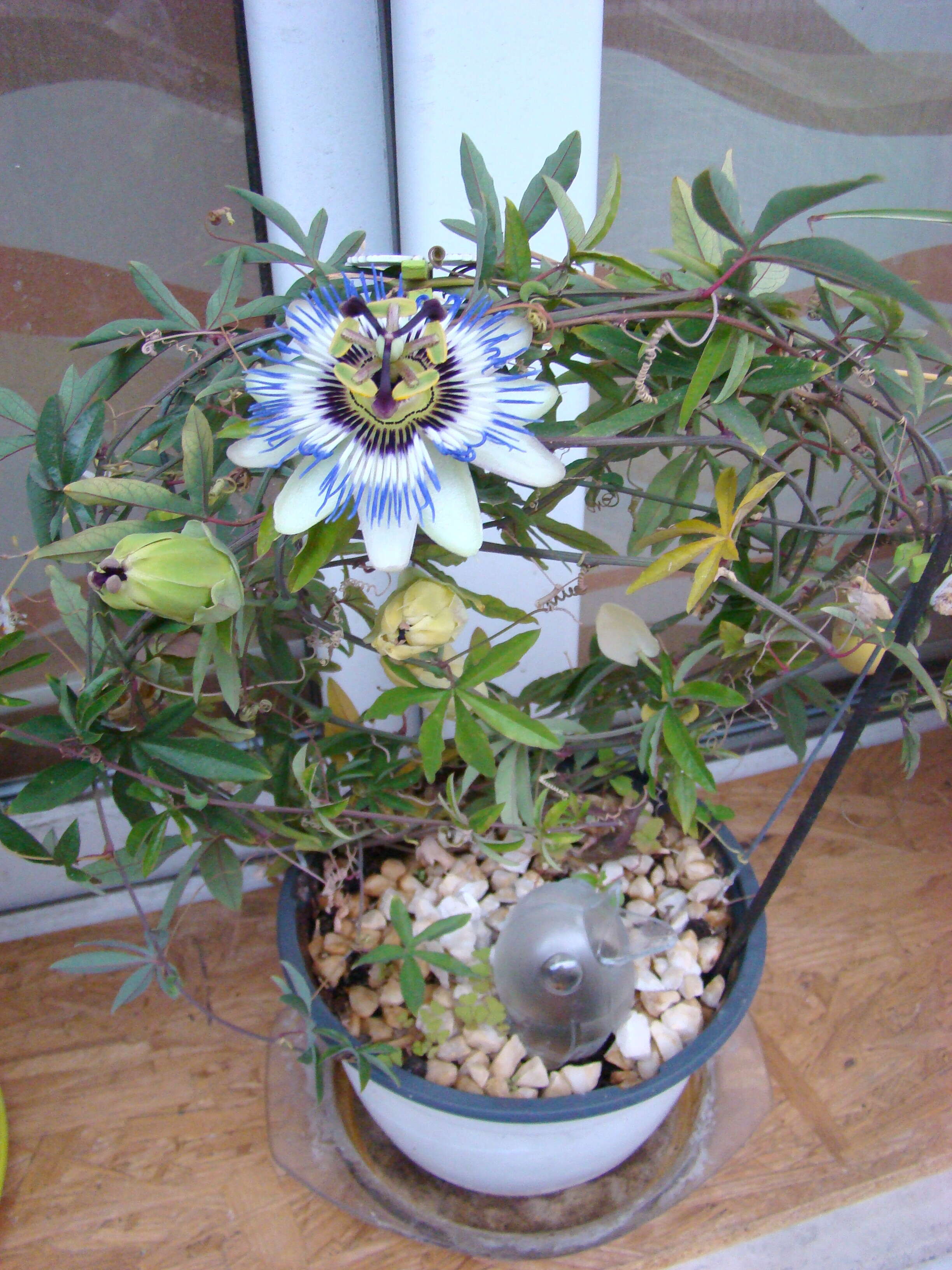 Image of Blue Passion Flower