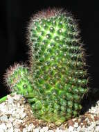 صورة Mammillaria zeilmanniana Boed.