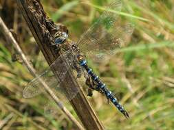 Image of Migrant Hawker