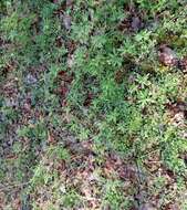 Image of Southern Meadow-Rue