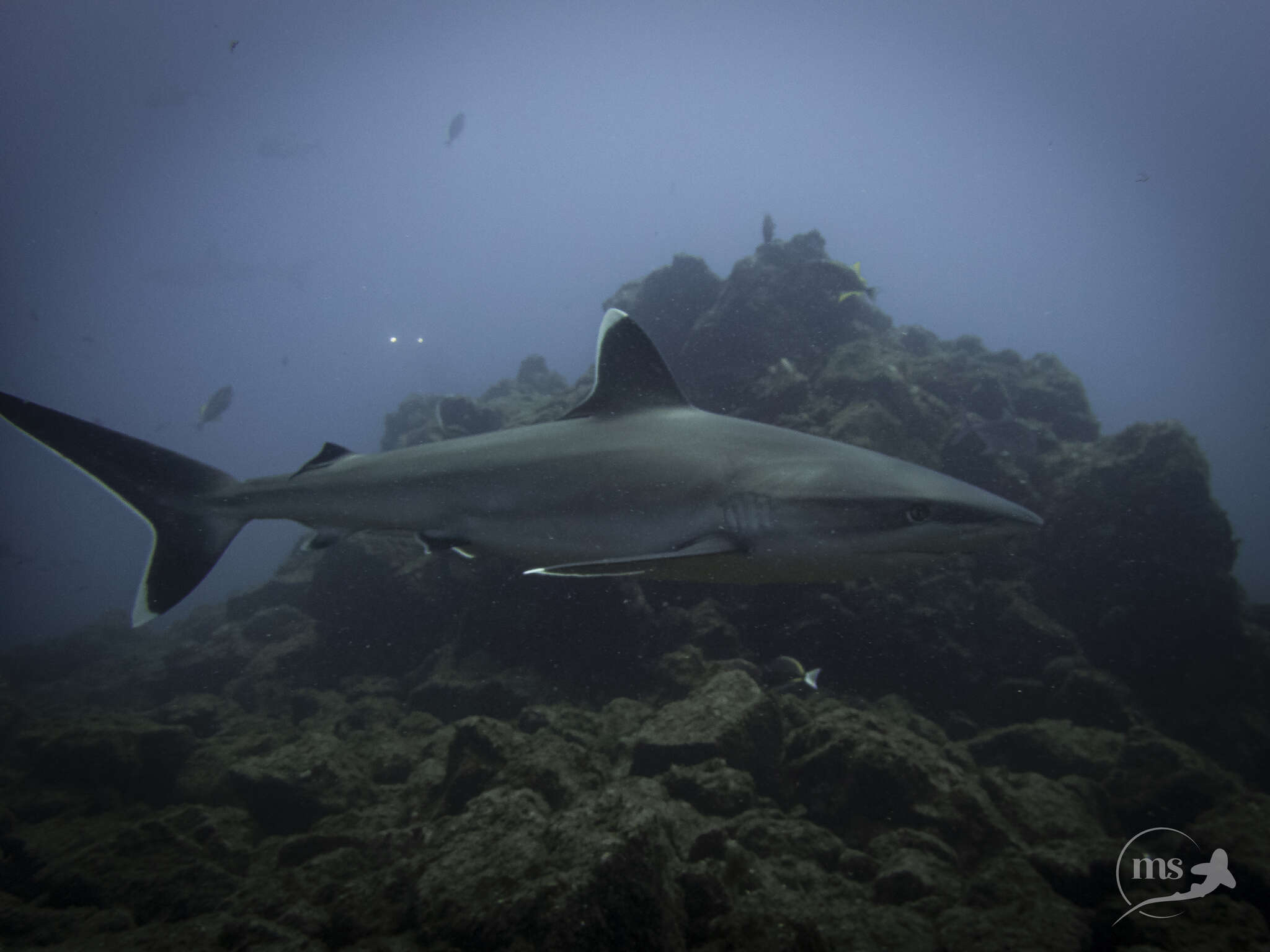 Image of Silvertip Shark