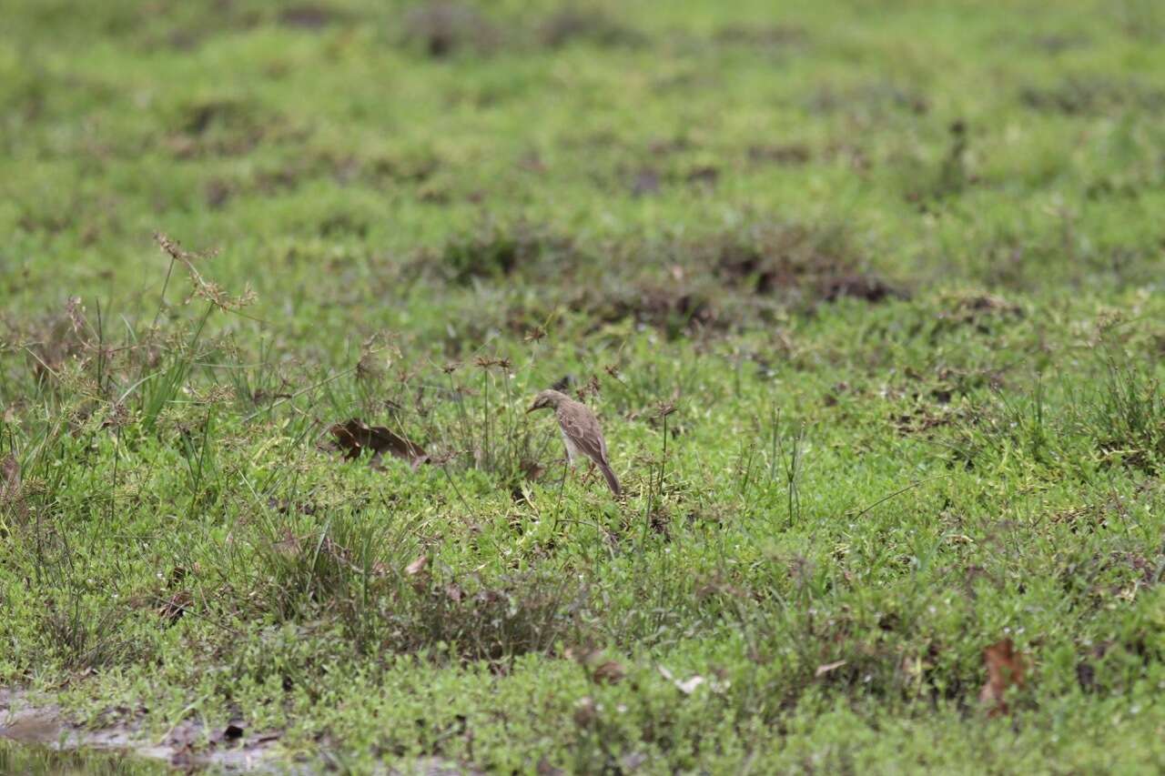 Anthus pallidiventris Sharpe 1885的圖片