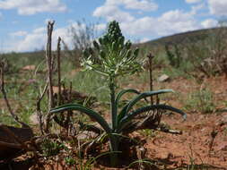 Image of Albuca prasina (Ker Gawl.) J. C. Manning & Goldblatt