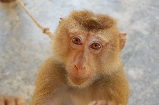 Image of Northern Pig-tailed Macaque