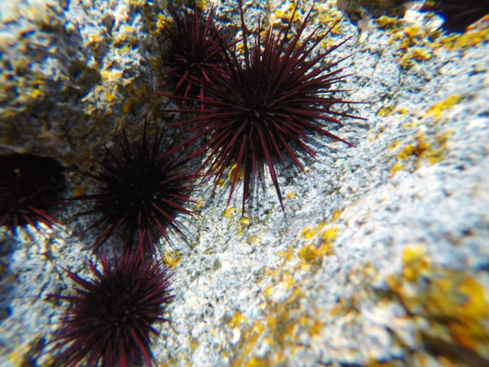 Image of Echinometra insularis H. L. Clark 1912