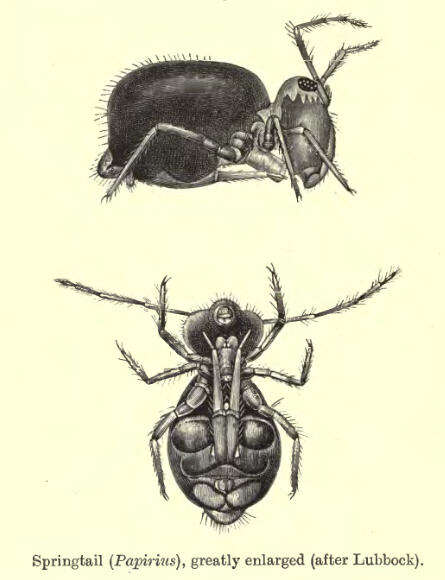 Image of globular springtail