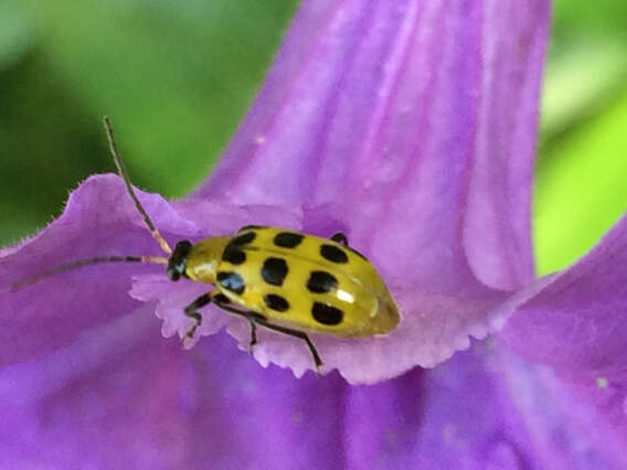 Image of Spotted Cucumber Beetle