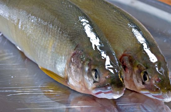 Image of Ayu sweetfish
