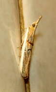 Image of Moth