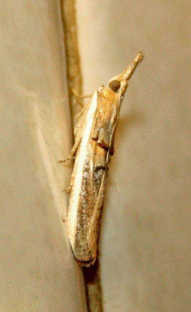 Image of Moth