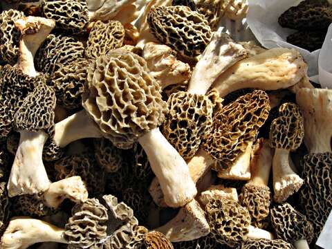 Image of Morchella vulgaris