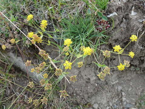 Sivun Bupleurum ranunculoides L. kuva