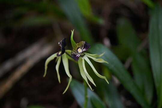 Слика од Prosthechea cochleata (L.) W. E. Higgins