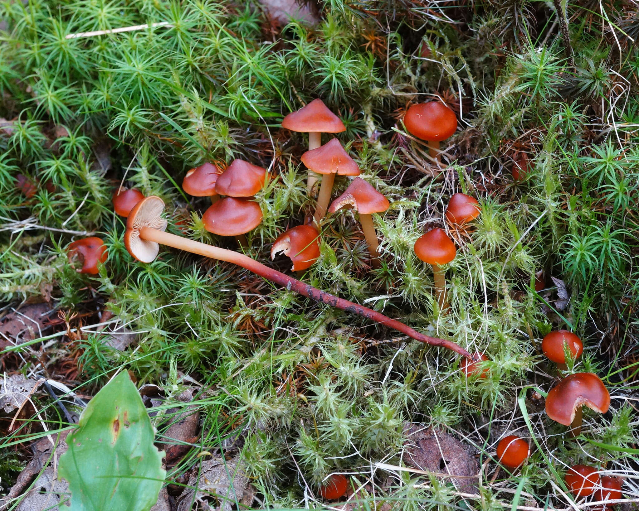 Phaeocollybia jennyae (P. Karst.) Romagn. 1944 resmi