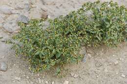 Imagem de Euphorbia tibetica Boiss.