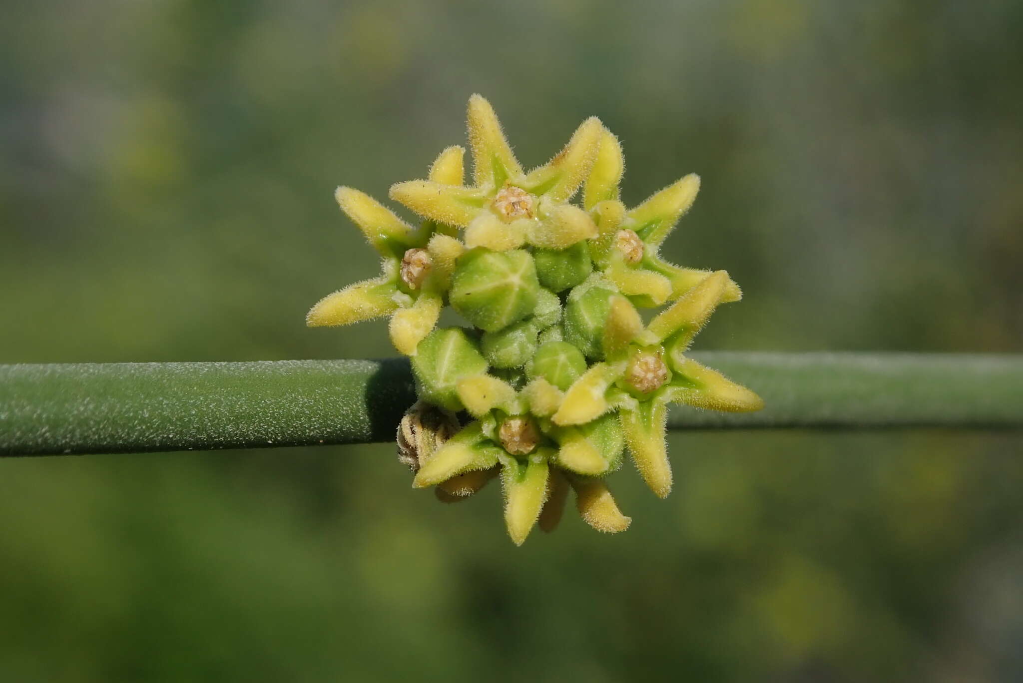 Imagem de Leptadenia pyrotechnica (Forsk.) Decne.