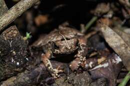 Rhinella alata (Thominot 1884)的圖片