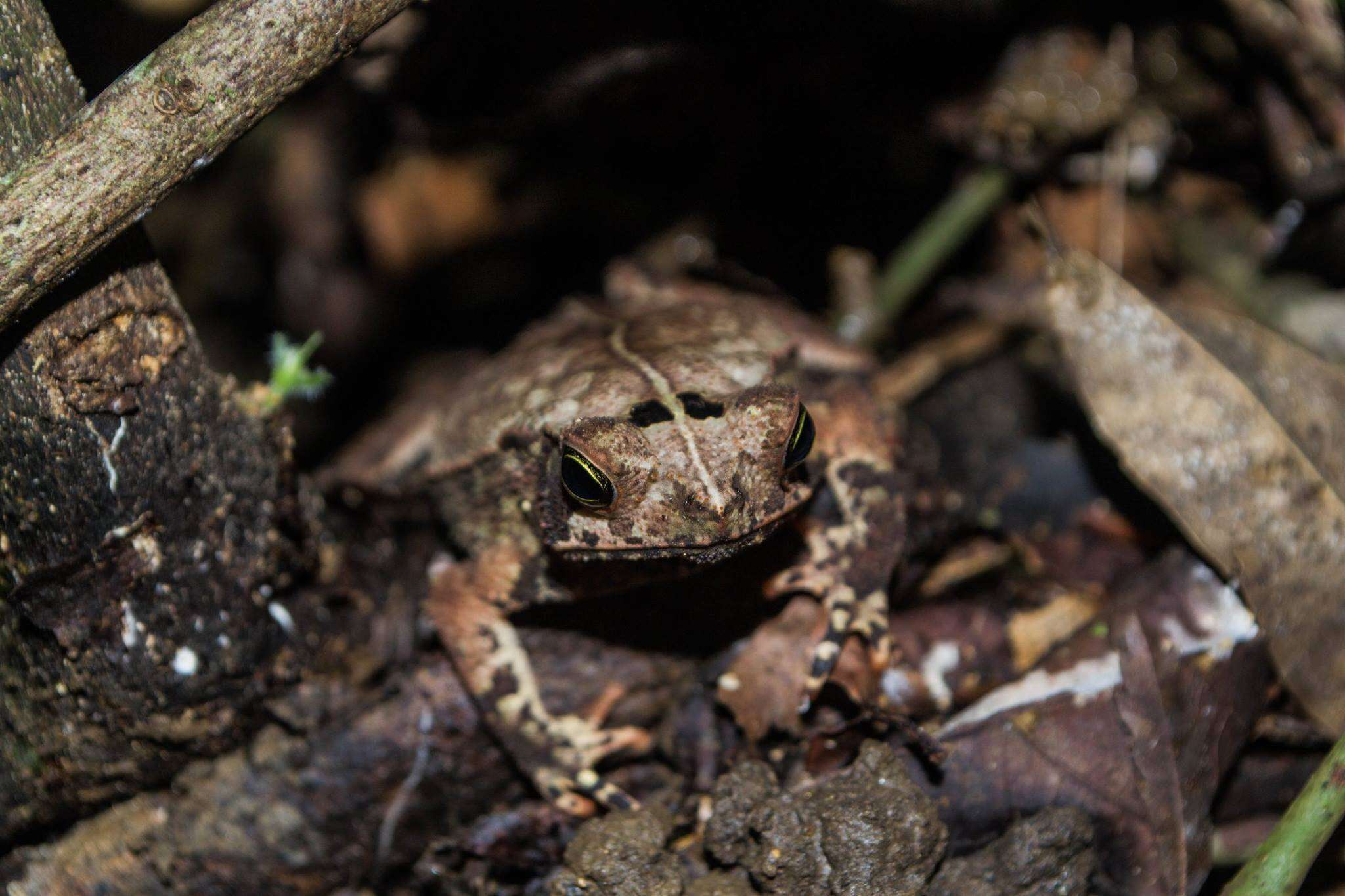 Image of Rhinella alata (Thominot 1884)