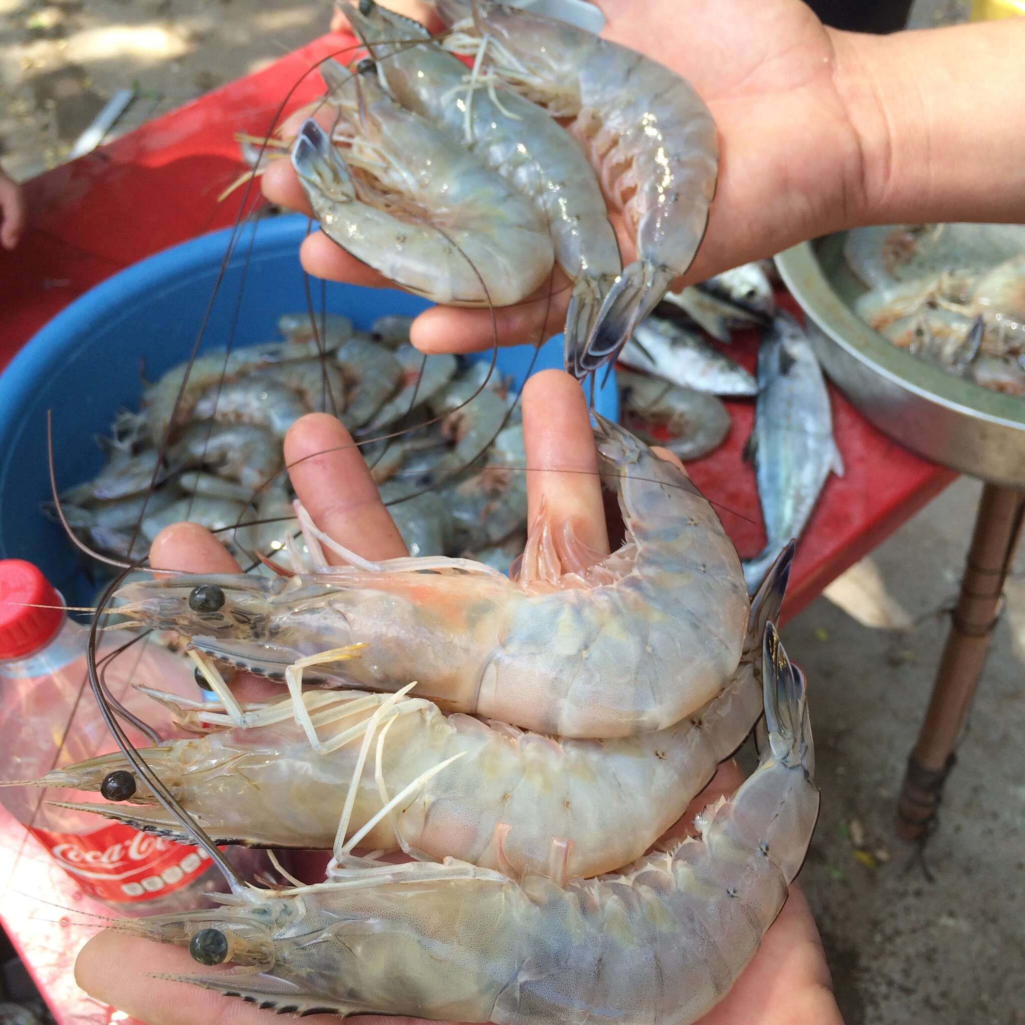 Image of Blue shrimp