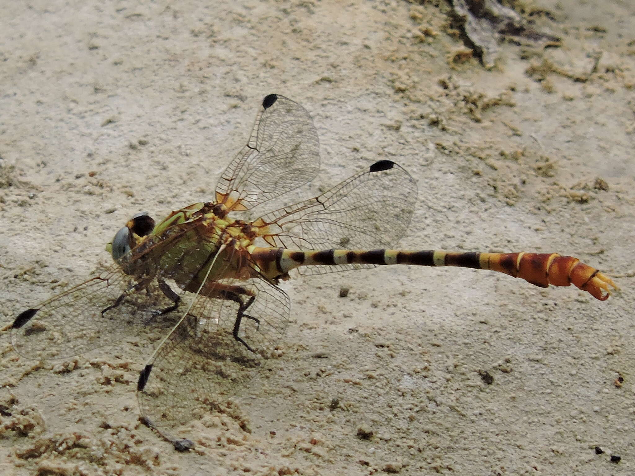 Imagem de Erpetogomphus designatus Hagen ex Selys 1858