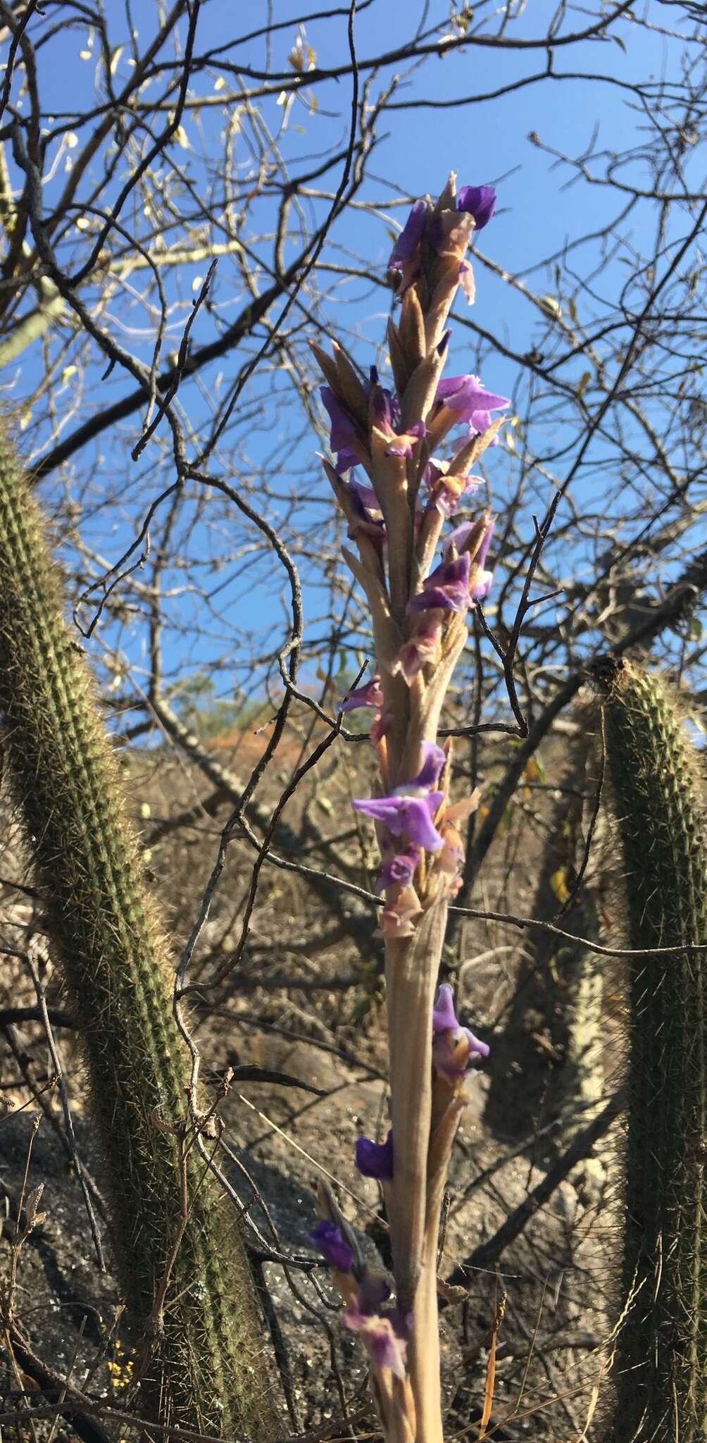 Image of Tillandsia duratii Vis.