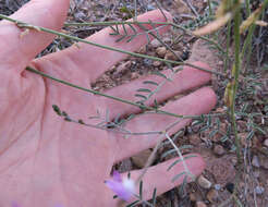 صورة Astragalus flexuosus var. diehlii (M. E. Jones) Barneby