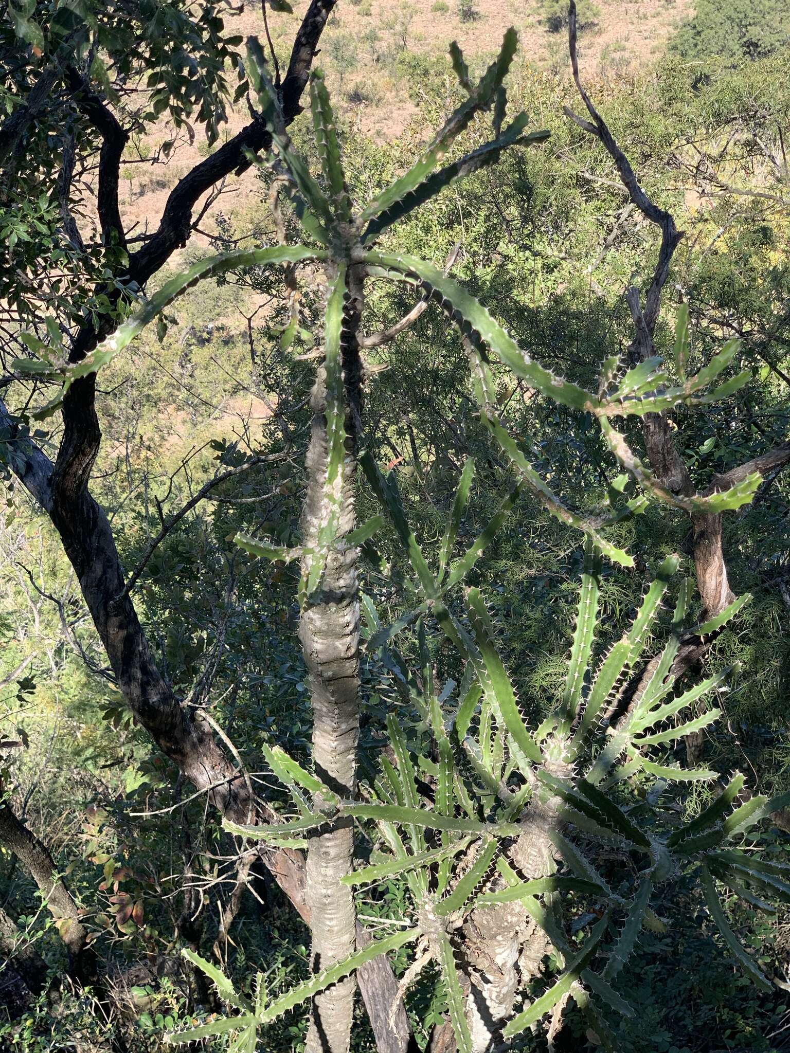 Imagem de Euphorbia grandidens Haw.