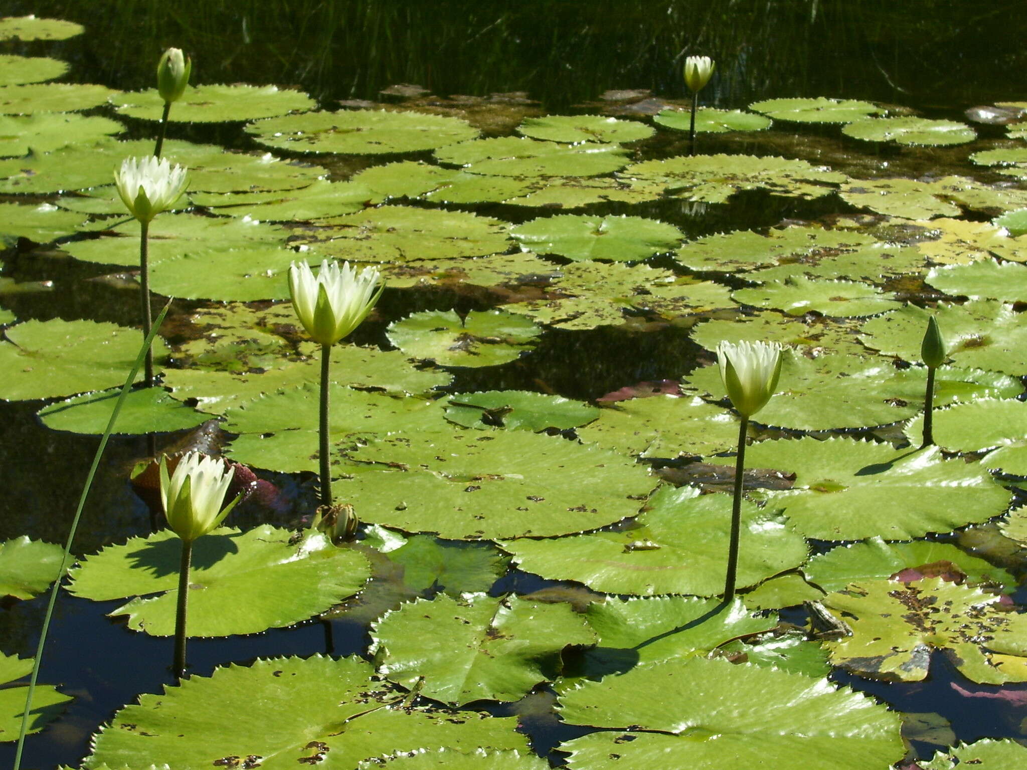 Image de Nymphaea ampla (Salisb.) DC.