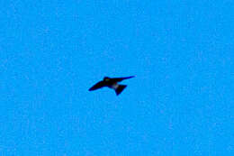 Image of Asian House Martin