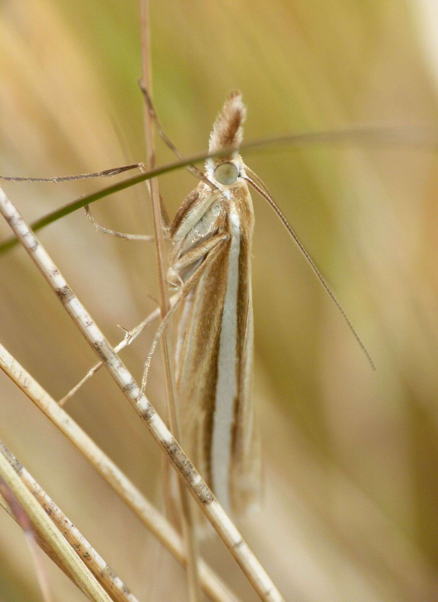 Imagem de Orocrambus lewisi Gaskin 1975