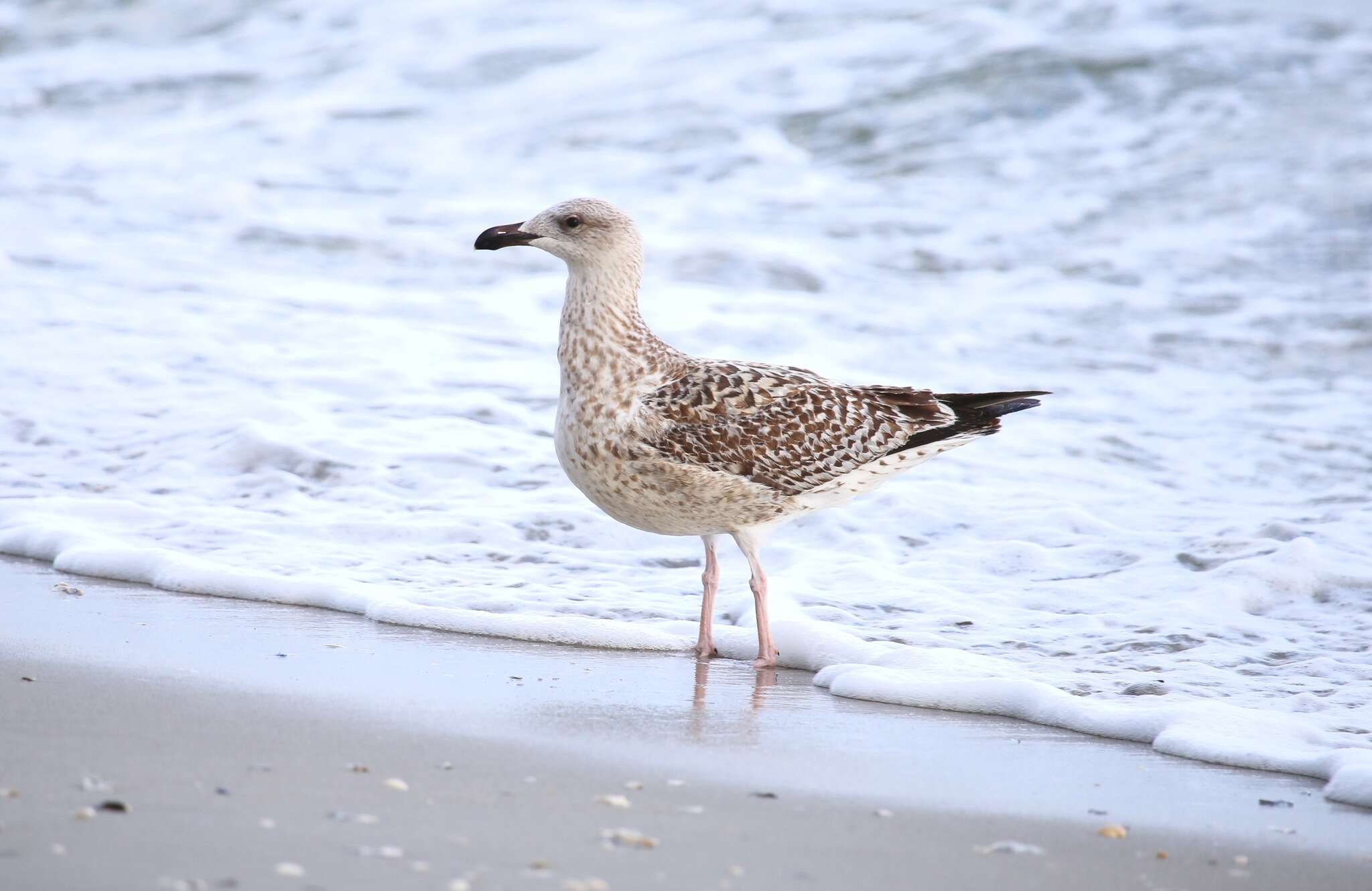 Image of Great Black-backed Gull