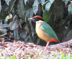 Image of Noisy Pitta