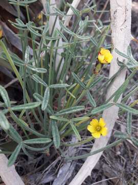 Image of Oxalis tortuosa Lindl.