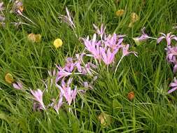 Image of Autumn crocus