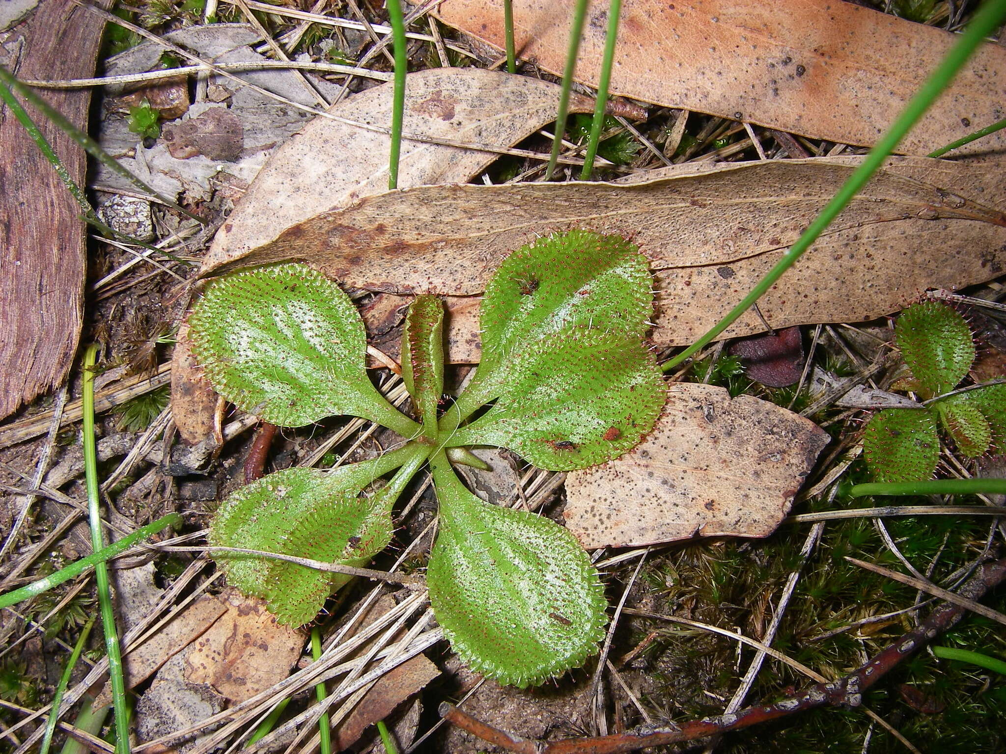 Image of Drosera praefolia Tepper