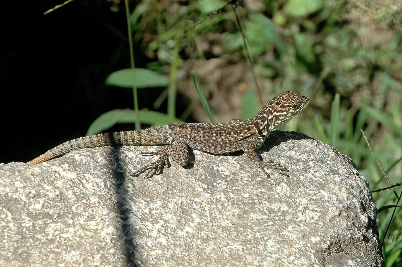 Слика од Stenocercus crassicaudatus (Tschudi 1845)