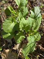 Image of gorge goldenrod