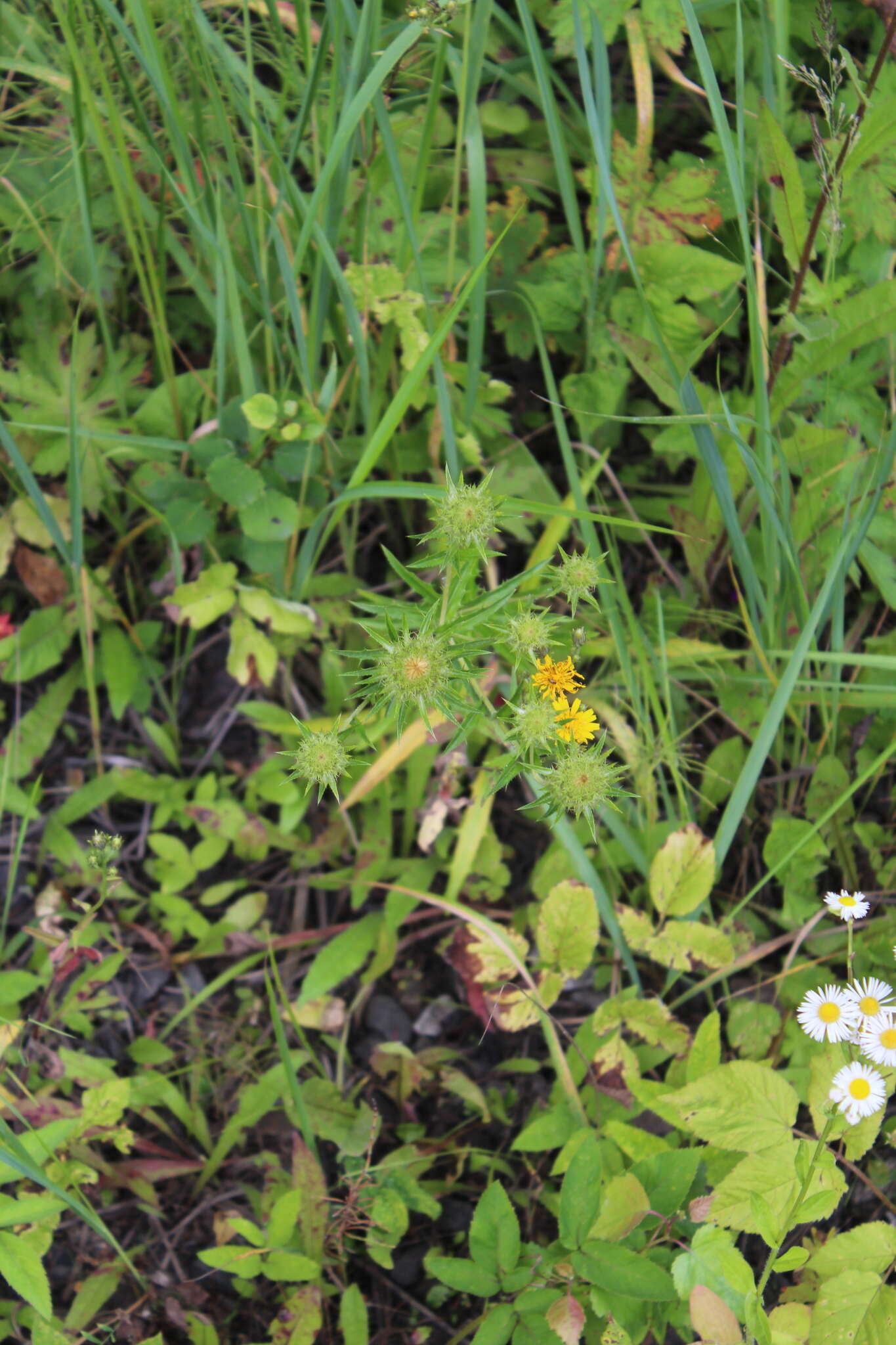 Image of Carlina biebersteinii Bernh. ex Hornem.