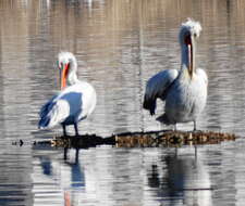 Image of Dalmatian Pelican