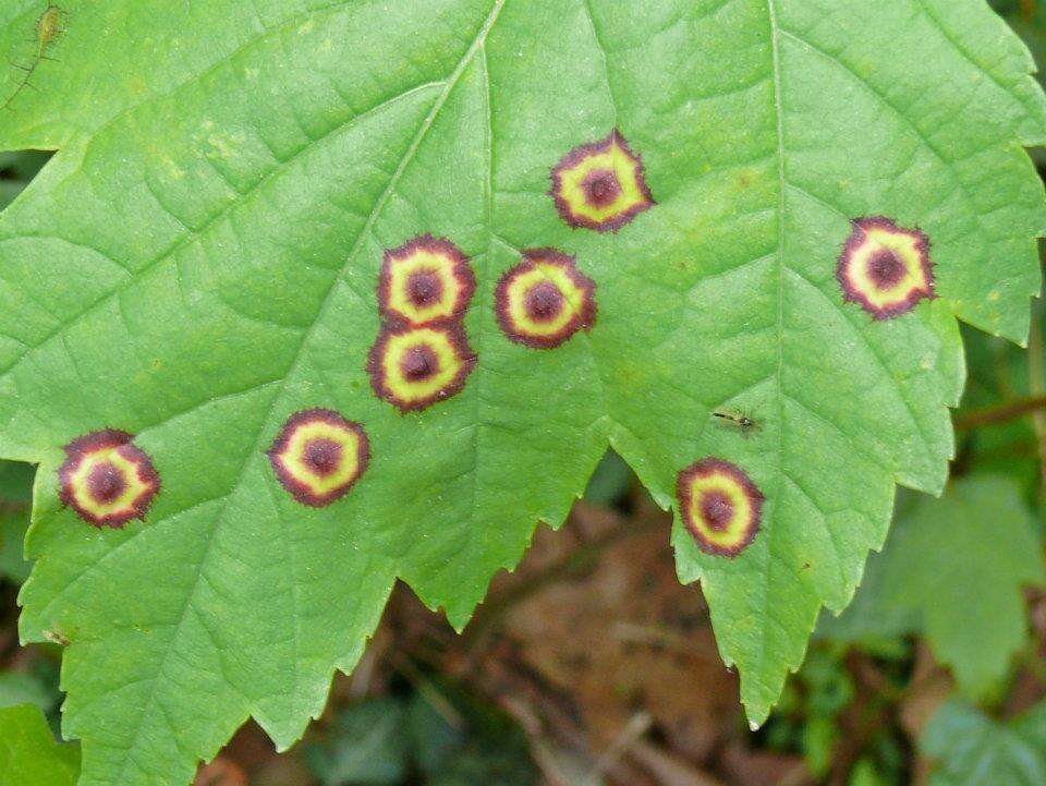 Image of Ocellate Gall Midge