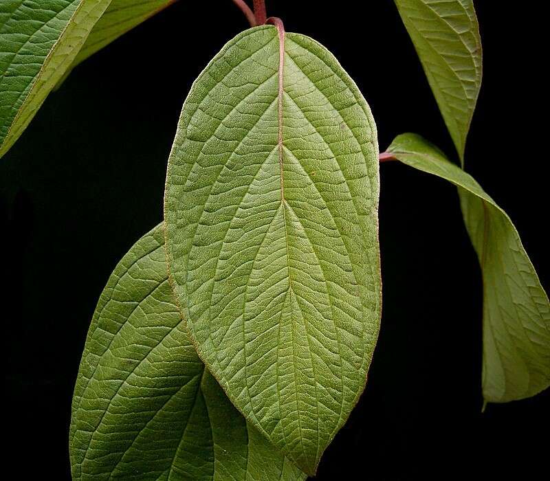 Image of Red-Barked Dogwood